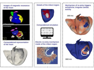 A novel simulation procedure allows new insights on ectopic beats in the heart